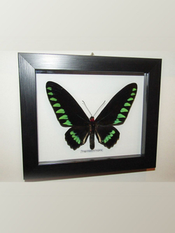 Бабочка Trogonoptera trojana в рамке