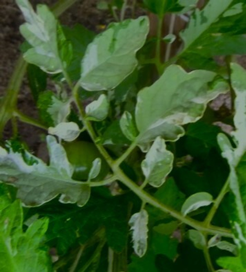 Первый снег Файлена Faelan"s First Snow