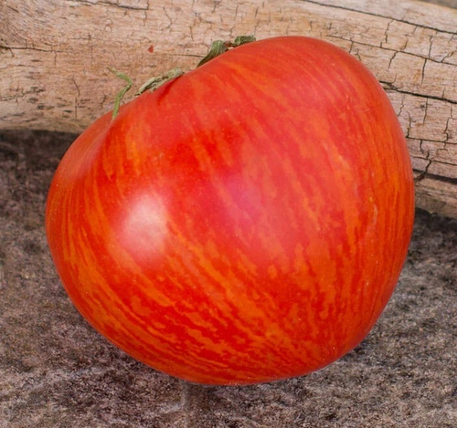 Гном Эдит Стоун Dwarf Edith Stone