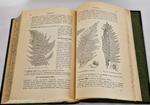 "Флора Средней России. Иллюстрированное руководство к определению среднерусских семенных и сосудистых споровых растений". П.Ф. Маевский, доп. Д.И. Литвиновым. 1917 г.