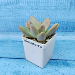 Graptoveria Rosie Crow (Граптоверия)