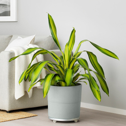IKEA NYPON  (ИКЕА НЙПОН)  -  Крышка для цветочного горшка, серая, 32 см