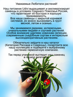 Оттона Рубиновое ожерелье суккулент ампельный