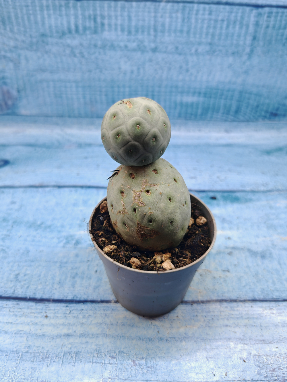 Tephrocactus Geometricus (Тефрокактус)