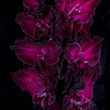 Гладиолус крупноцветковый Рождение Вселенной