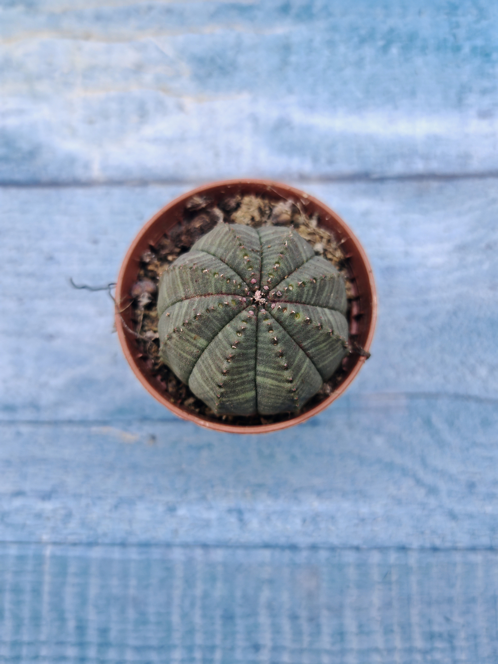 Euphoria Obesa (Эуфорбия)