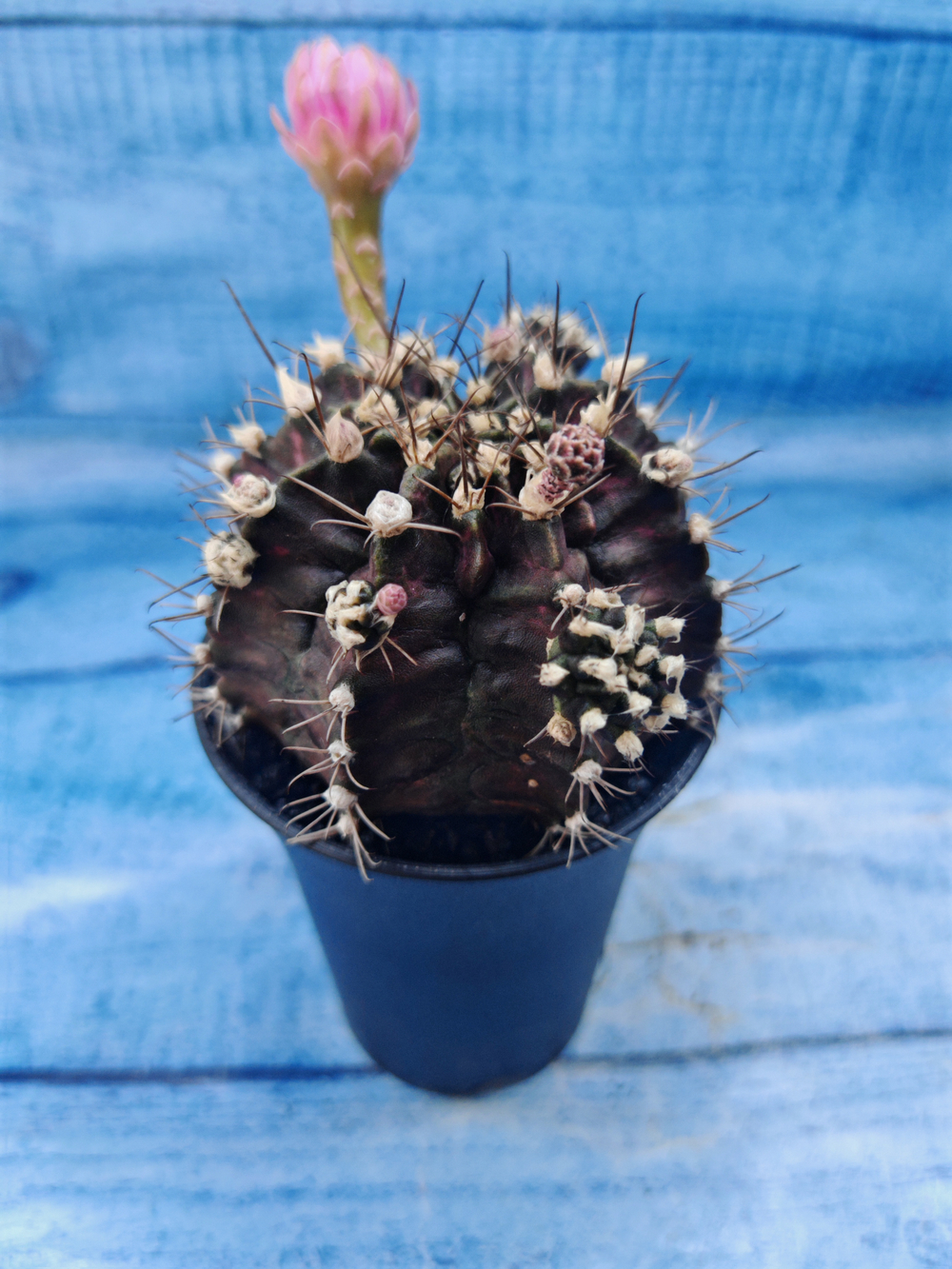 Gymnocalycium T-Rex Pink hybrid (Гимнокалициум T-rex)