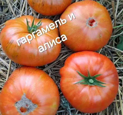 ГАРГАМЕЛЬ И АЛИСА