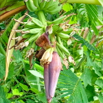 Банан Khai Phatthabong