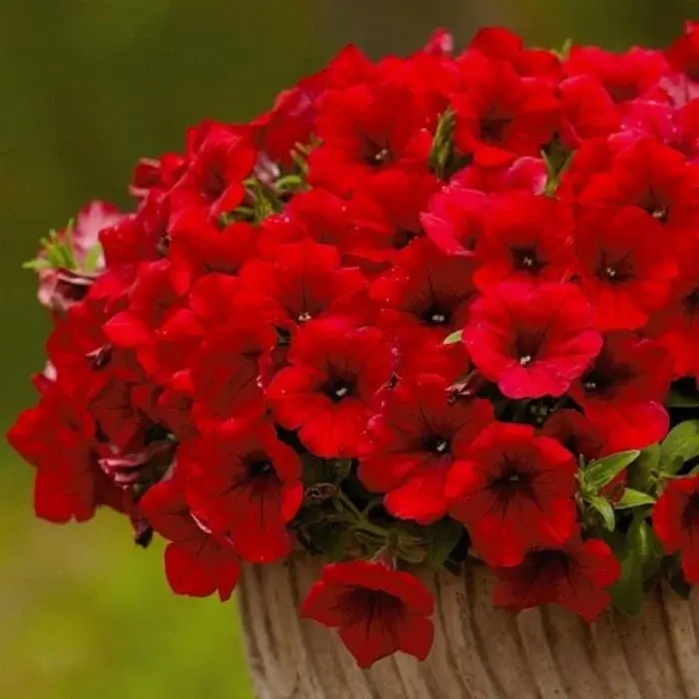 Петуния SURFINIA Deep Red