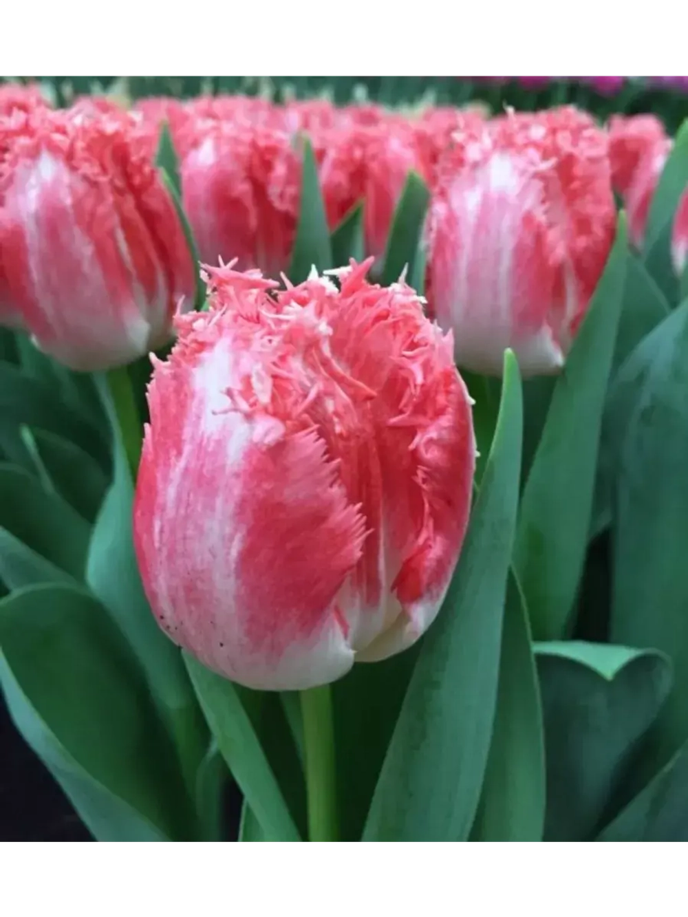 Луковицы тюльпанов бахромчатые сорт NEGLIGE (4 штуки)