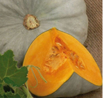 Тыква Сампсон F1 - Sampson 1000 семян