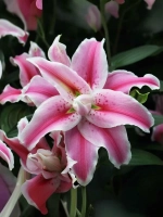 Лилия махровая Дистант Драм (восточный гибрид)