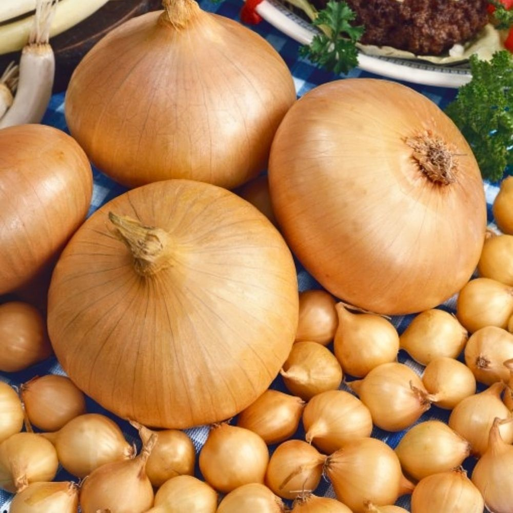 Лук-севок Мячковский 300 F1 0,5кг