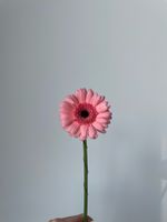Гербера в нежно-розовом оттенке