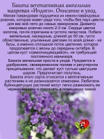 Бакопа Индиго махровая ампельная