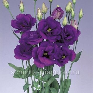 Эустома  крупноцветковая Розита2 Сапфир F1  100 драже