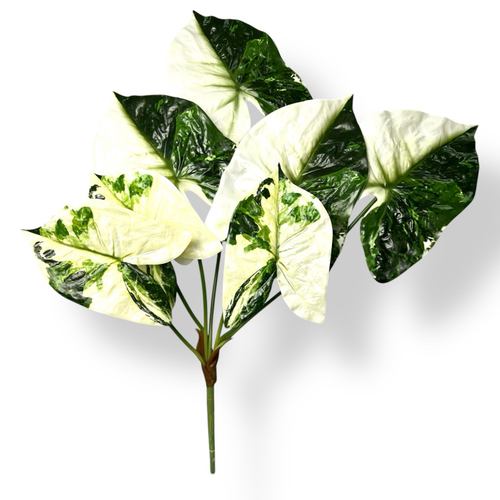 Филодендрон вариегатный куст 70 см.