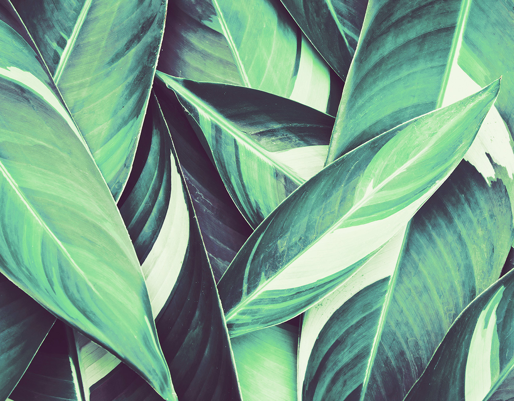 Коллекция GREENDAY