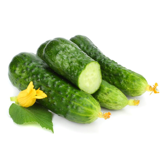 ДИРИГЕНТ F1 семена огурца партенокарпического (Rijk Zwaan) описание – фото 3