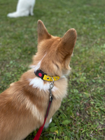 Ошейник для собак из биотана , 25 мм , 35-55 см . Клетка и салатовый