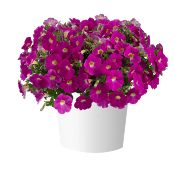 32473 Петуния CASCADIAS ROSE (ВЕСНА 2025)