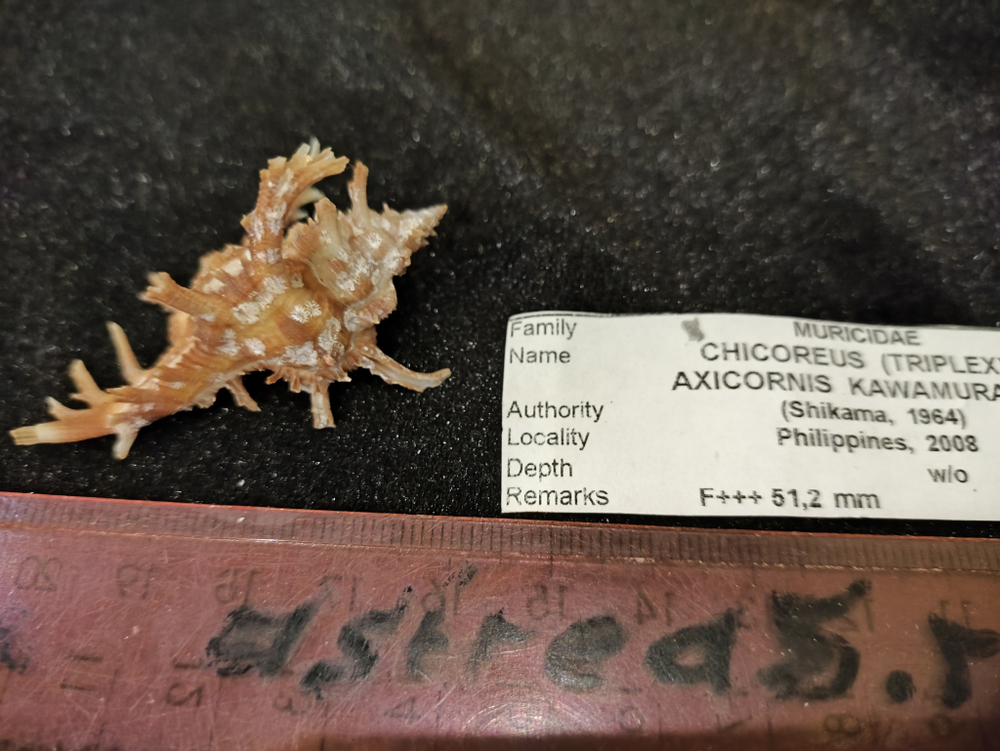 Цикореус Аксикорнис