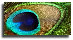 Постер "Перо павлина"