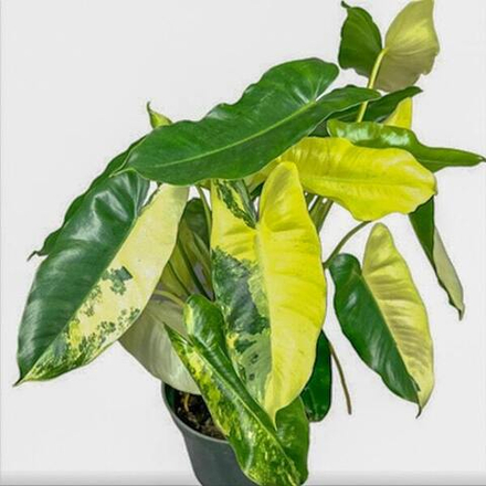 Филодендрон BURLE MARX VAR