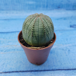 Euphorbia Obesa (Эуфорбия)