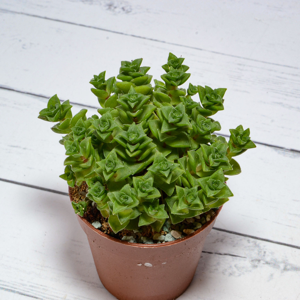 Crassula Socialis (Крассула)