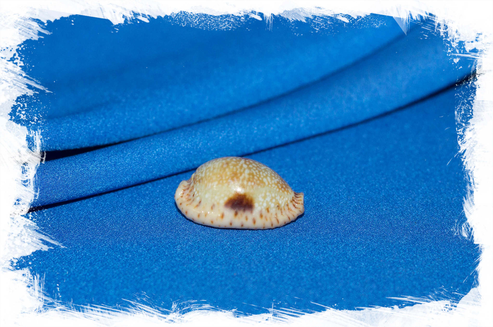 Ракушка Ципрея небритес, Erosaria nebrites, Naria nebrites купить