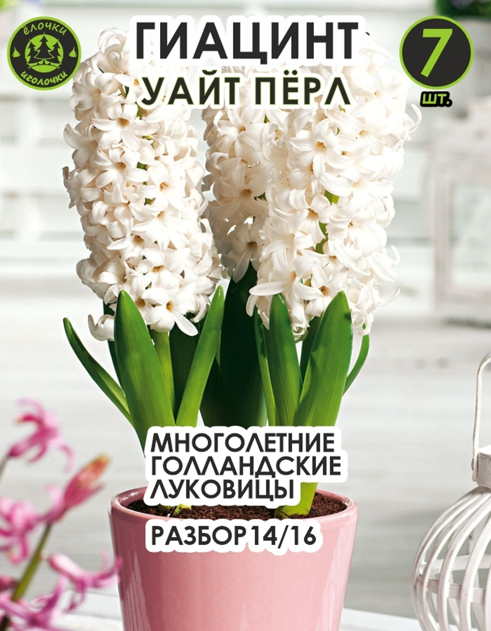 Луковицы цветов Гиацинт уайт перл, 7 шт