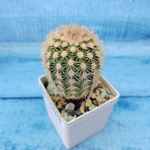 Echinocereus Pectinatus (Эхиноцереус)