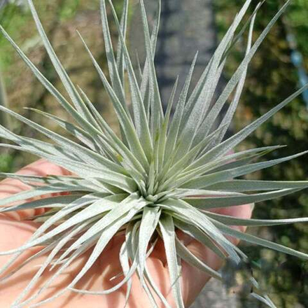 Тилландсия Houston Cotton Candy Pink (stricta x recurvifolia) R