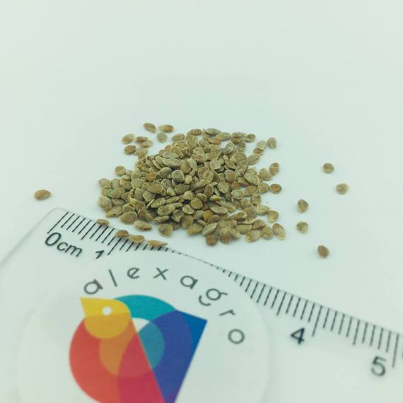 ФРИСКО F1 семена томата (Clause | Alexagro) цена – фото 6