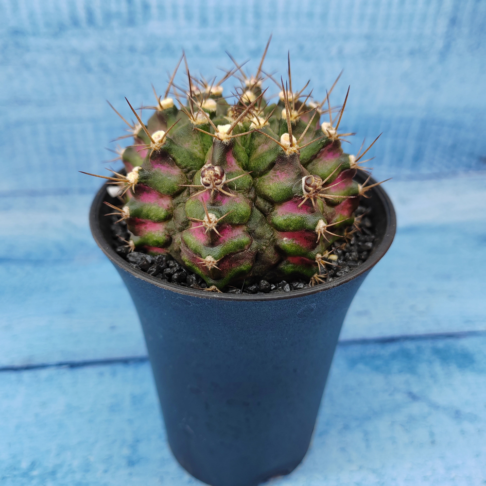 Gymnocalycium T-Rex Pink hybride (Гимнокалициум T-rex)