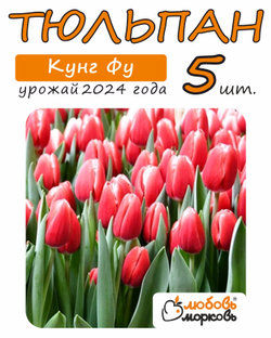 Тюльпан Луковица, Кунг Фу 5шт