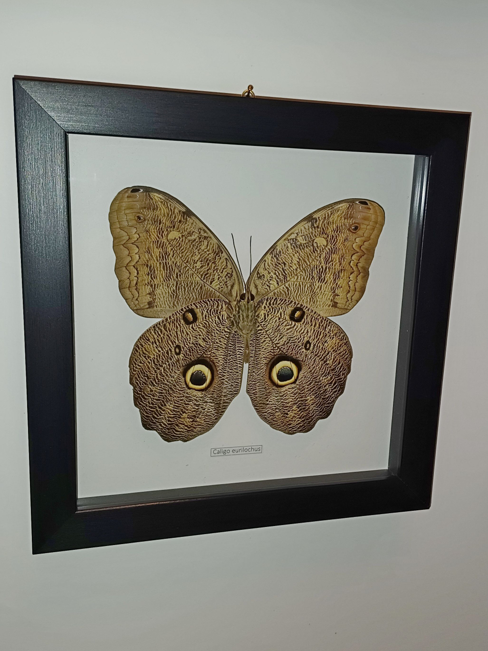 Бабочка Caligo eurilochus испод в рамке