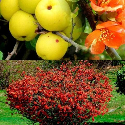 Айва японская Хеномелес С2 20-30