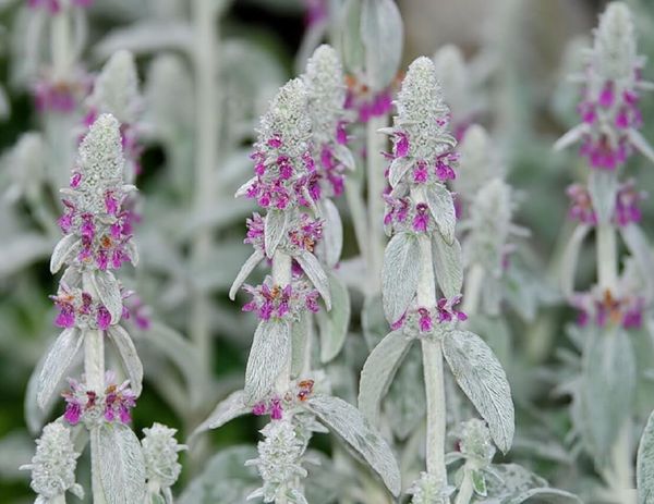 Ешьте «сладкую росу» и будьте здоровы!.. Или – что такое чистец?!