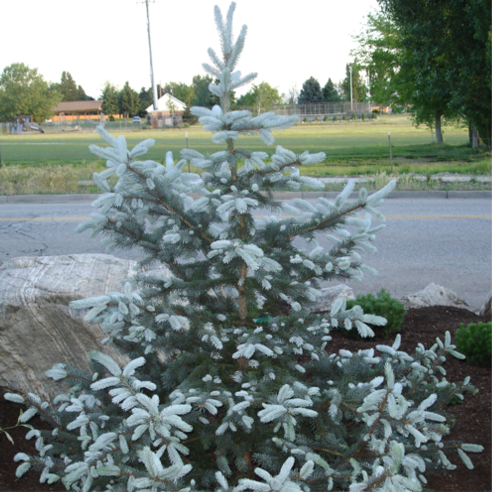 Ель колючая (голубая) Хупси С2 20-25
