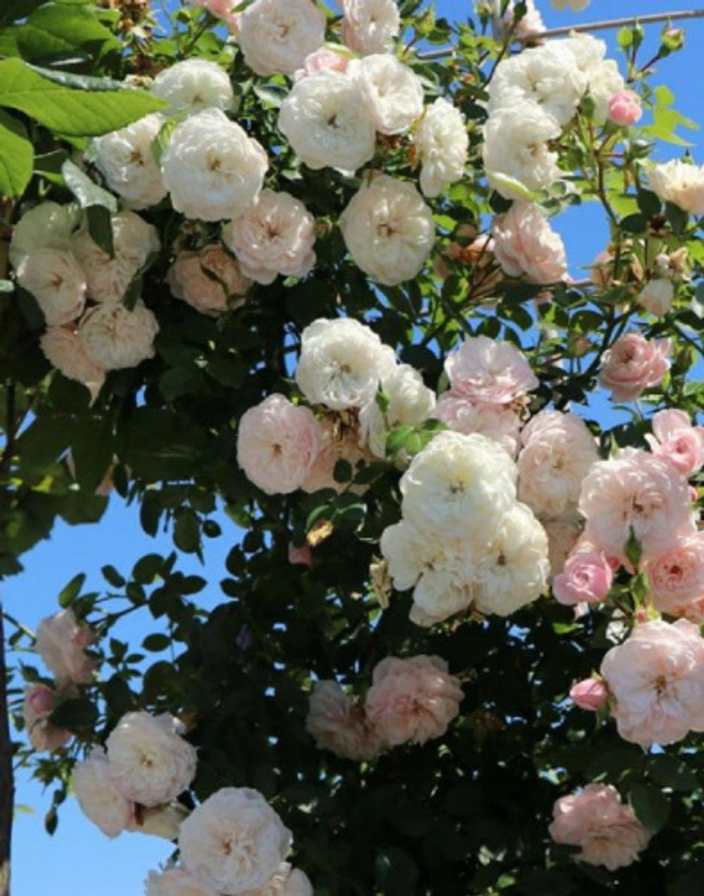 Роза Старлет Роуз Алина С7 Закупка М57 июнь 2026