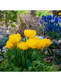 Тюльпаны пионовидные ,луковицы сорт LIMOUSINE желтые (4шт)