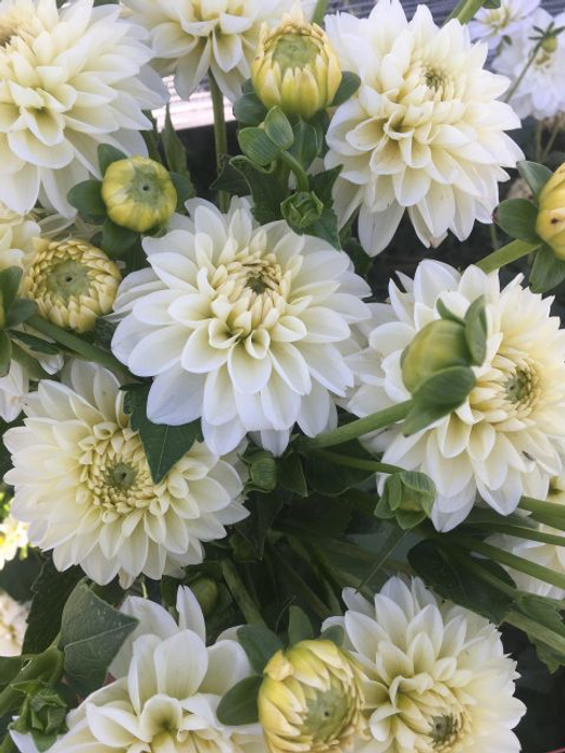 Георгин Polar Ice (корень) Закупка М55 апрель 2026