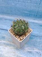 Matucana Aureiflora (Матукана)