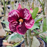 Адениум DELLA