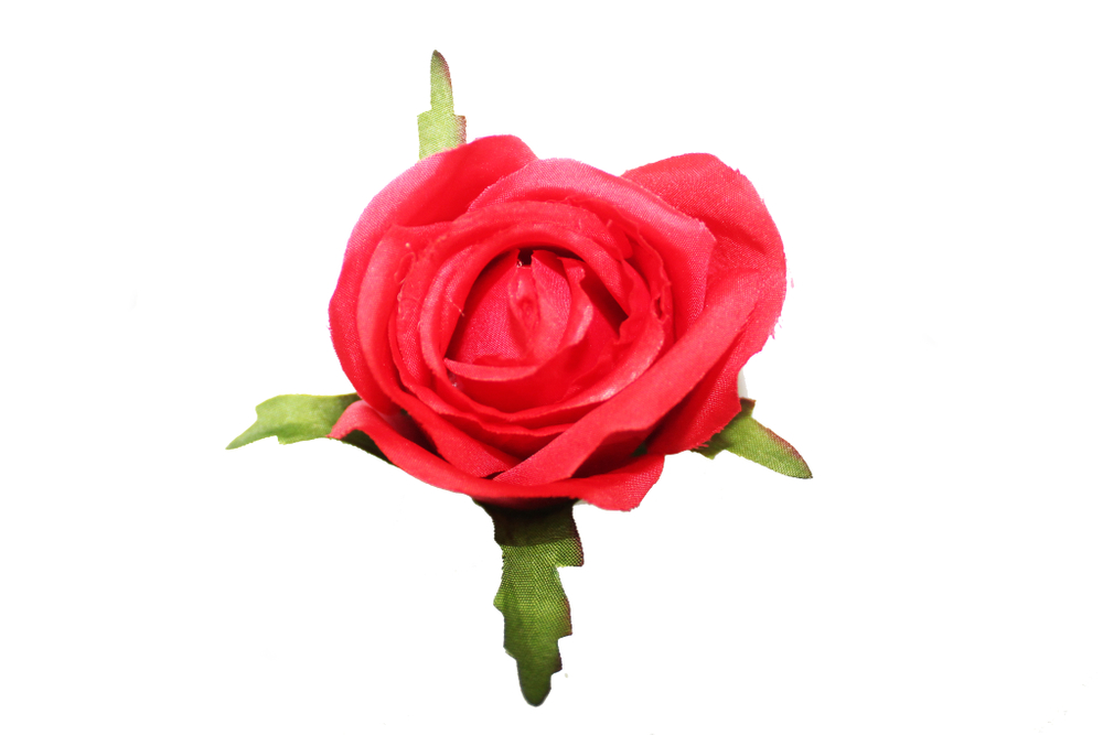 Бутон розы флористической