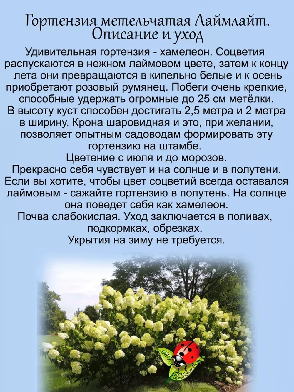 Гортензия Лайм Лайт метельчатая