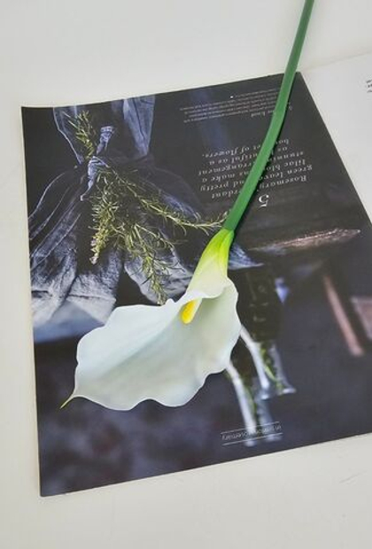 Калла одиночная / Арт 2027